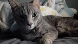 Lost Female Cat last seen Braxton drive , Indianapolis, IN 46229