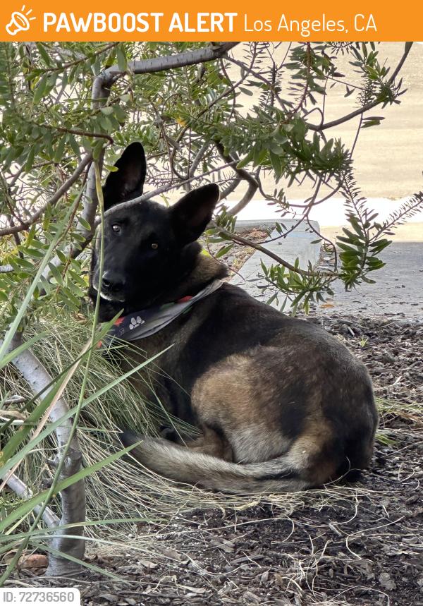 Found/Stray Unknown Dog last seen Near S Figueroa St, Gardena, CA 90248