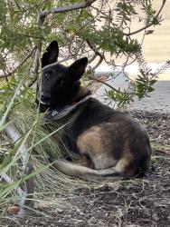 Found/Stray Unknown Dog last seen Near S Figueroa St, Gardena, CA 90248