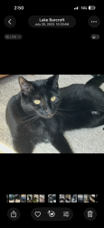 Lost Male Cat last seen Justice high school, Falls Church, VA 22041