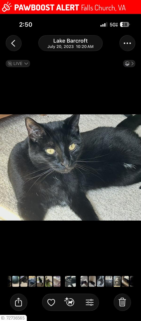 Lost Male Cat last seen Justice high school, Falls Church, VA 22041