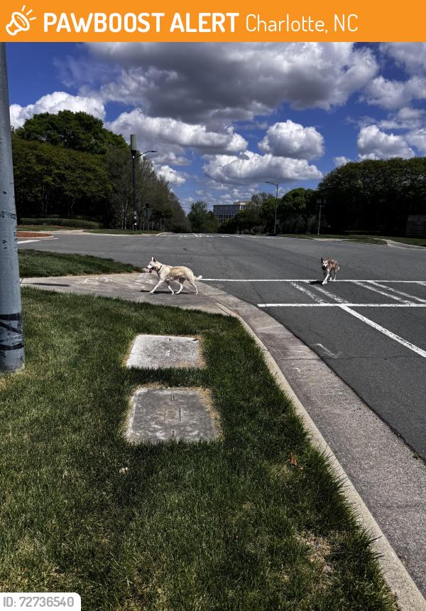 Found/Stray Unknown Dog last seen Near Ballantyne corporate parkway , Charlotte, NC 28277