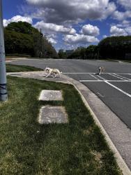 Found/Stray Unknown Dog last seen Near Ballantyne corporate parkway , Charlotte, NC 28277