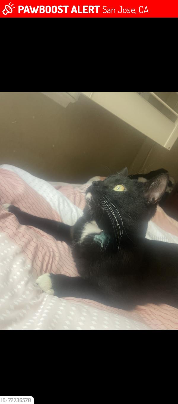 Lost Male Cat last seen metcalf park, San Jose, CA 95138