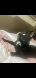 Lost Male Cat last seen metcalf park, San Jose, CA 95138