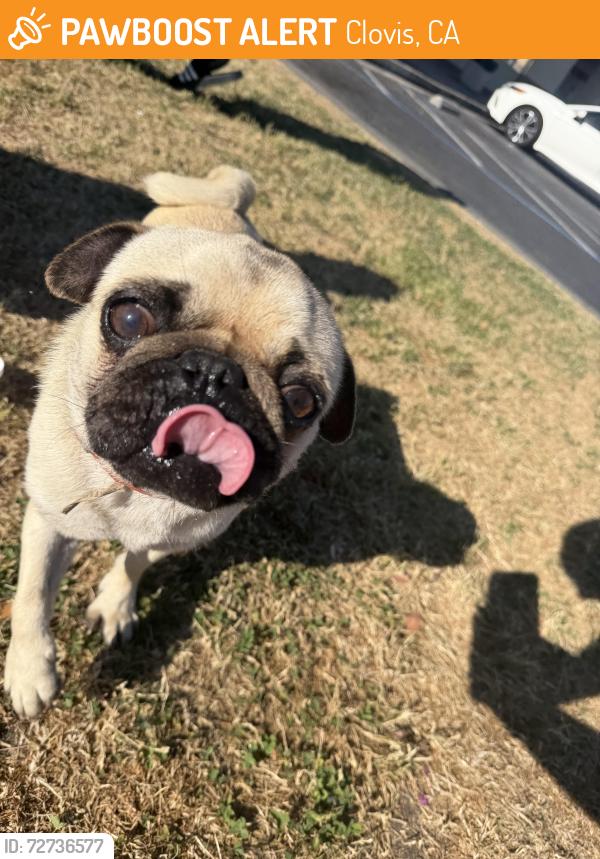Found/Stray Male Dog last seen Shaw and peach by the DD’s , Clovis, CA 93612