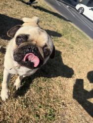 Found/Stray Male Dog last seen Shaw and peach by the DD’s , Clovis, CA 93612