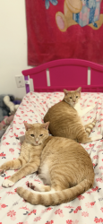 Lost Male Cat last seen Ridge park square, Cleveland, OH 44109