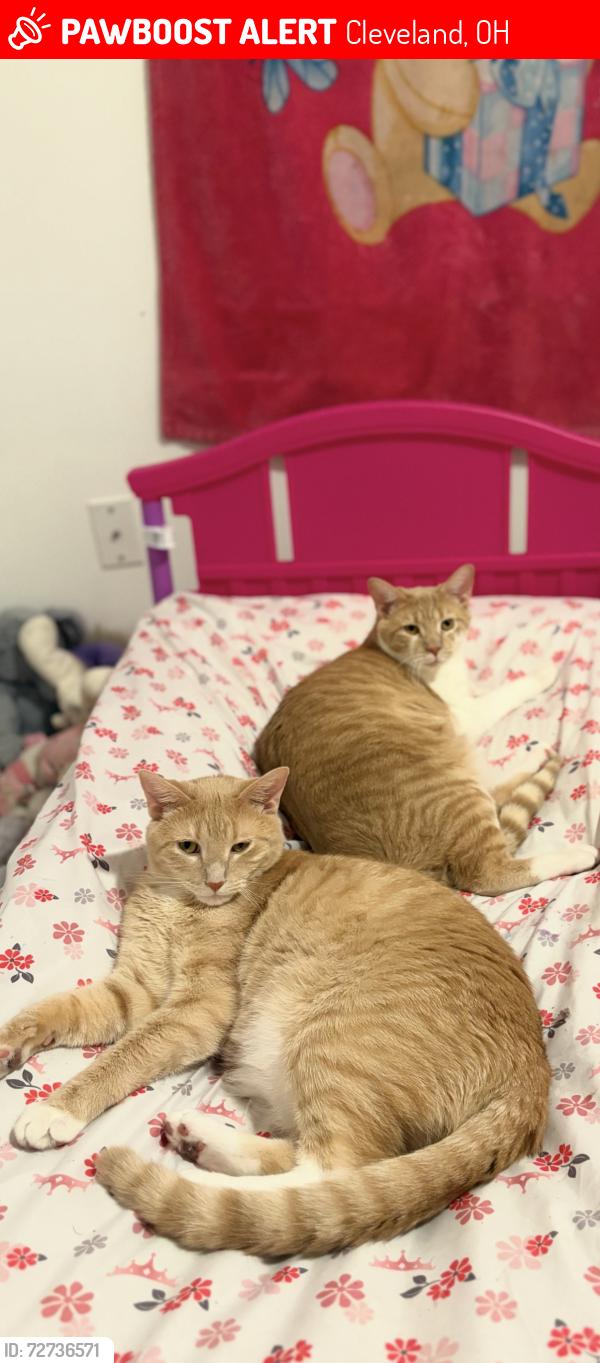 Lost Male Cat last seen Ridge park square, Cleveland, OH 44109