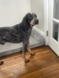 Found/Stray Male Dog last seen Back of cemetery, Spartanburg, SC 29302