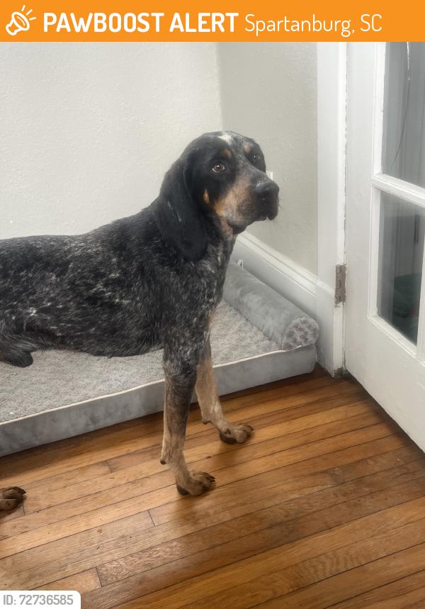 Found/Stray Male Dog last seen Back of cemetery, Spartanburg, SC 29302