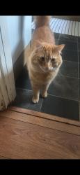Lost Male Cat last seen Park View EN6, Hertfordshire, England EN6 5PY
