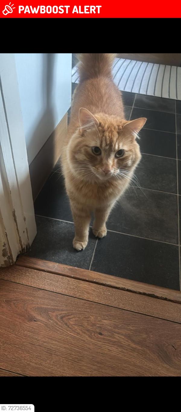 Lost Male Cat last seen Park View EN6, Hertfordshire, England EN6 5PY