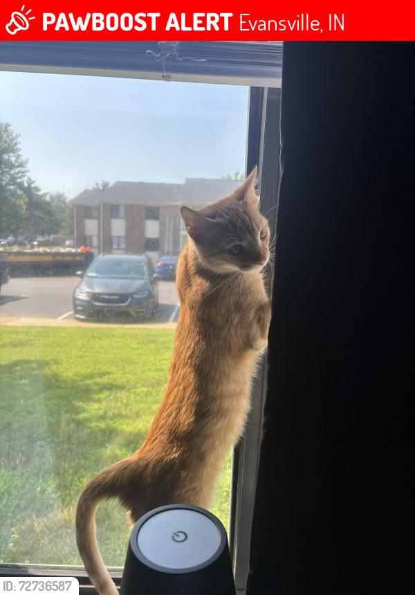 Lost Male Cat last seen vann park, Evansville, IN 47714