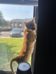 Lost Male Cat last seen vann park, Evansville, IN 47714