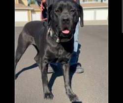 Lost Female Dog last seen Maple ave dallas, Dallas, TX 75219