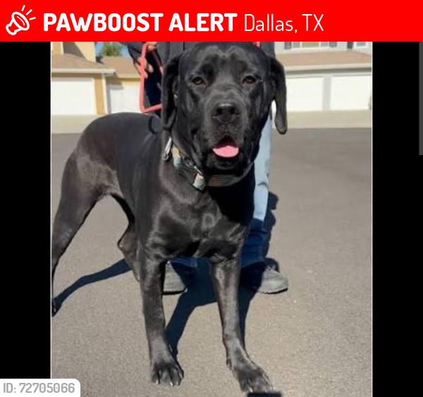Lost Female Dog last seen Maple ave dallas, Dallas, TX 75219