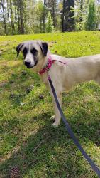 Lost Female Dog last seen Clayton County International Park, Jonesboro, GA 30236