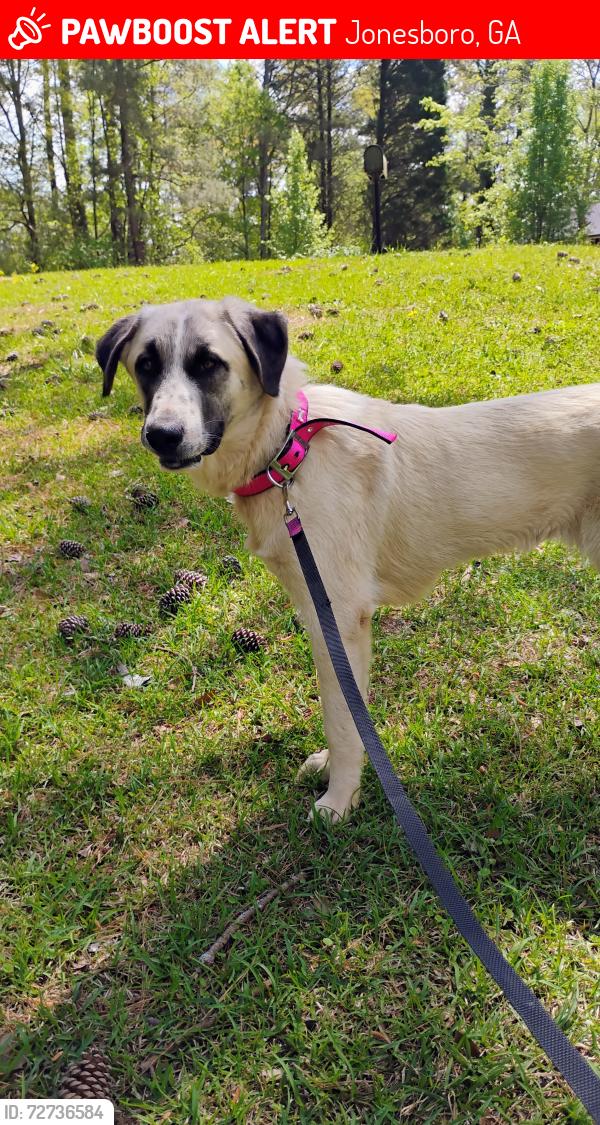 Lost Female Dog last seen Clayton County International Park, Jonesboro, GA 30236