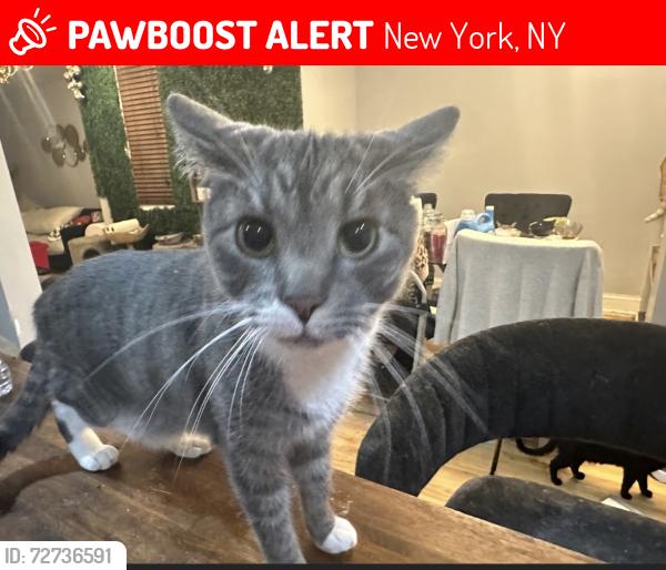 Lost Male Cat last seen Park Ave and broadway , Brooklyn, NY 11206