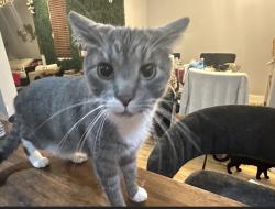 Lost Male Cat last seen Park Ave and broadway , Brooklyn, NY 11206