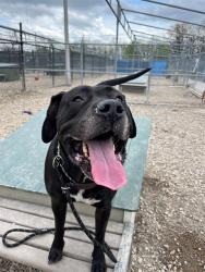 Shelter Stray Female Dog last seen Near , Indianapolis, IN 46221