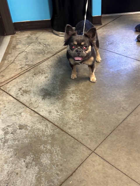 Shelter Stray Female Dog last seen APOLLO ST, BAKERSFIELD, CA, Bakersfield, CA 93307