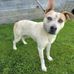 Found/Stray Male Dog last seen Near W 9th St, Long Beach, CA 90813, Long Beach, CA 90813