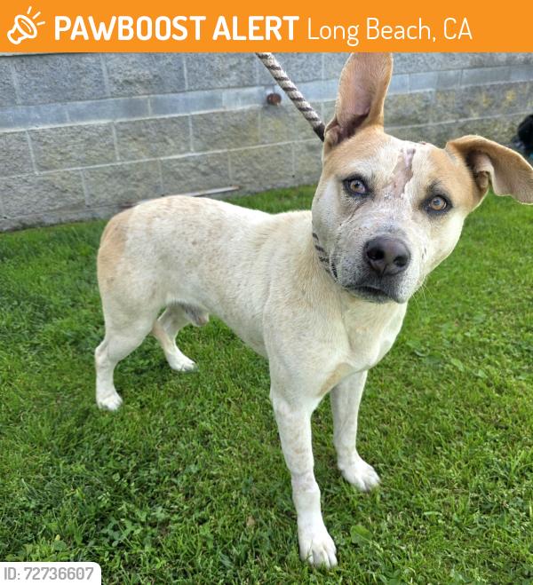 Found/Stray Male Dog last seen Near W 9th St, Long Beach, CA 90813, Long Beach, CA 90813