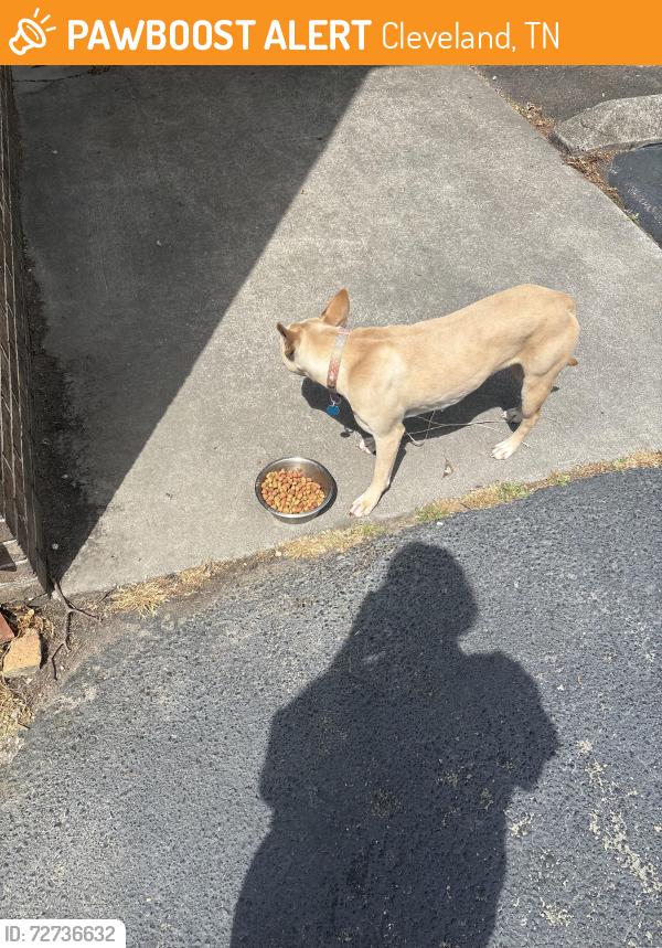 Found/Stray Female Dog last seen Keri lane ne, Cleveland, TN 37312