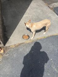 Found/Stray Female Dog last seen Keri lane ne, Cleveland, TN 37312