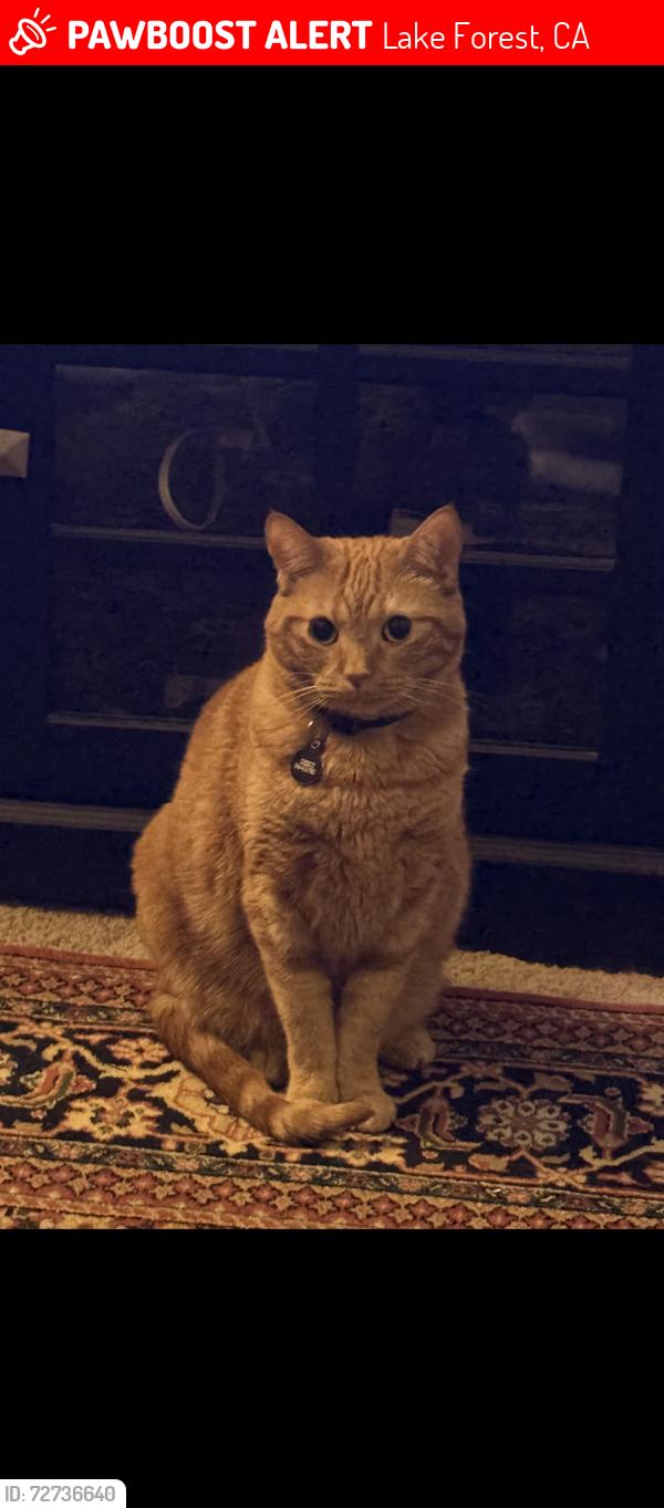Lost Male Cat last seen Sundowner’s Park, Lake Forest, CA 92630