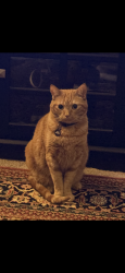 Lost Male Cat last seen Sundowner’s Park, Lake Forest, CA 92630