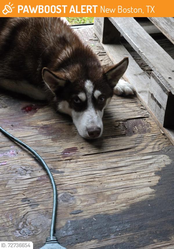 Found/Stray Male Dog last seen Walters Blvd , New Boston, TX 75570