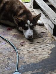 Found/Stray Male Dog last seen Walters Blvd , New Boston, TX 75570