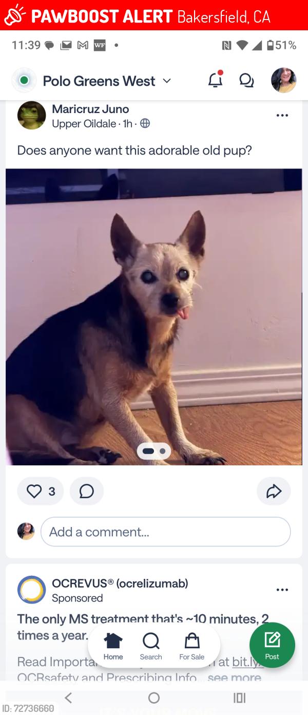 Lost Female Dog last seen Airport dr, Bakersfield, CA 93308