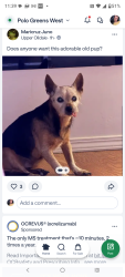 Lost Female Dog last seen Airport dr, Bakersfield, CA 93308
