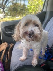 Found/Stray Female Dog last seen Culver City, Los Angeles, CA 90034
