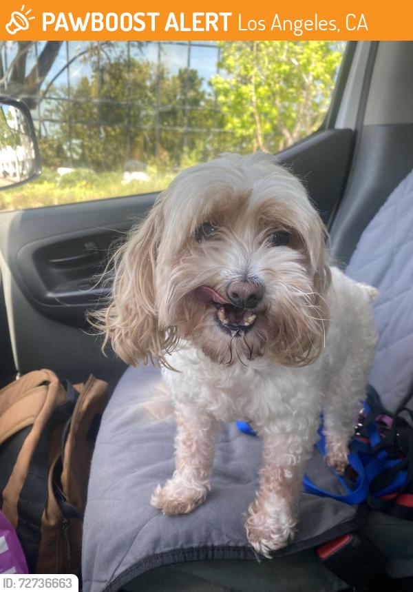 Found/Stray Female Dog last seen Culver City, Los Angeles, CA 90034