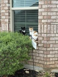 Found/Stray Unknown Cat last seen Durango lane near Woodard , Cleburne, TX 76033