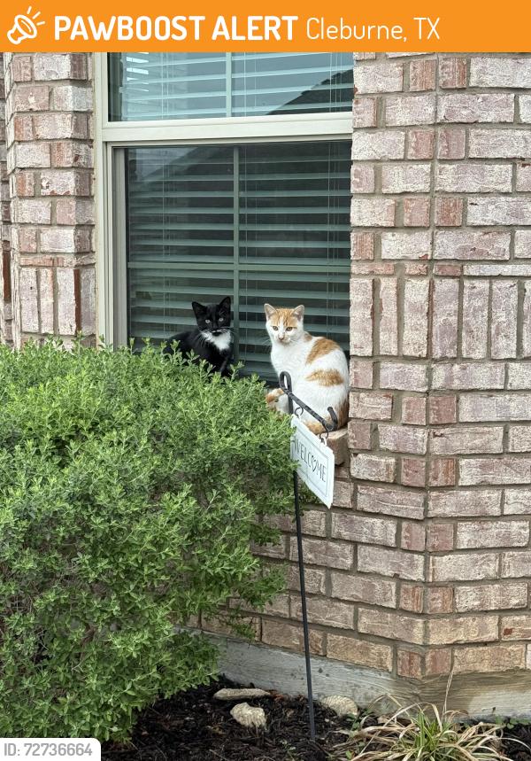 Found/Stray Unknown Cat last seen Durango lane near Woodard , Cleburne, TX 76033