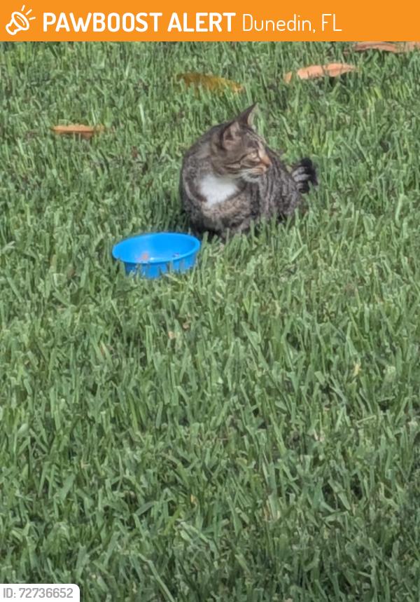 Found/Stray Unknown Cat last seen Waterford Crossing/Countrywoods, Dunedin, FL 34683