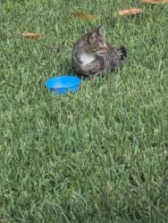 Found/Stray Unknown Cat last seen Waterford Crossing/Countrywoods, Dunedin, FL 34683
