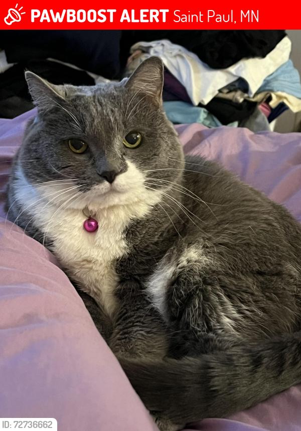Lost Female Cat last seen Virginia St. & Hoyt Ave, Saint Paul, MN 55117