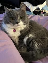 Lost Female Cat last seen Virginia St. & Hoyt Ave, Saint Paul, MN 55117