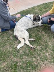 Found/Stray Female Dog last seen Willa Way and Britton Road, Jones, OK 73049