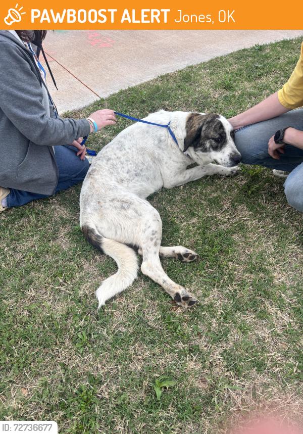 Found/Stray Female Dog last seen Willa Way and Britton Road, Jones, OK 73049