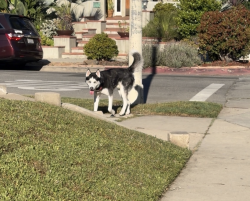 Found/Stray Unknown Dog last seen Only know mid city at the moment, Los Angeles, CA 90035