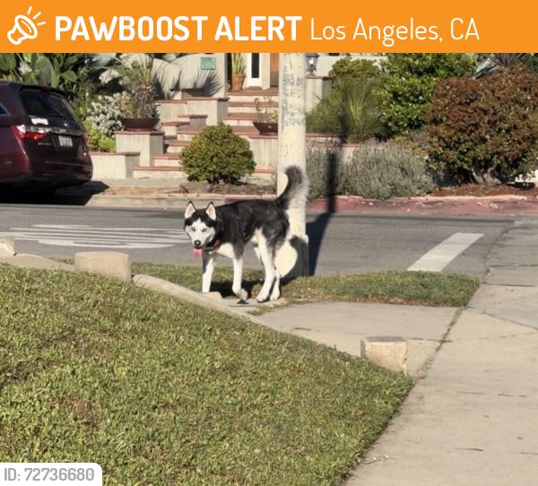 Found/Stray Unknown Dog last seen Only know mid city at the moment, Los Angeles, CA 90035