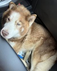 Found/Stray Male Dog last seen Jones and Salisbury , Independence, MO 64050